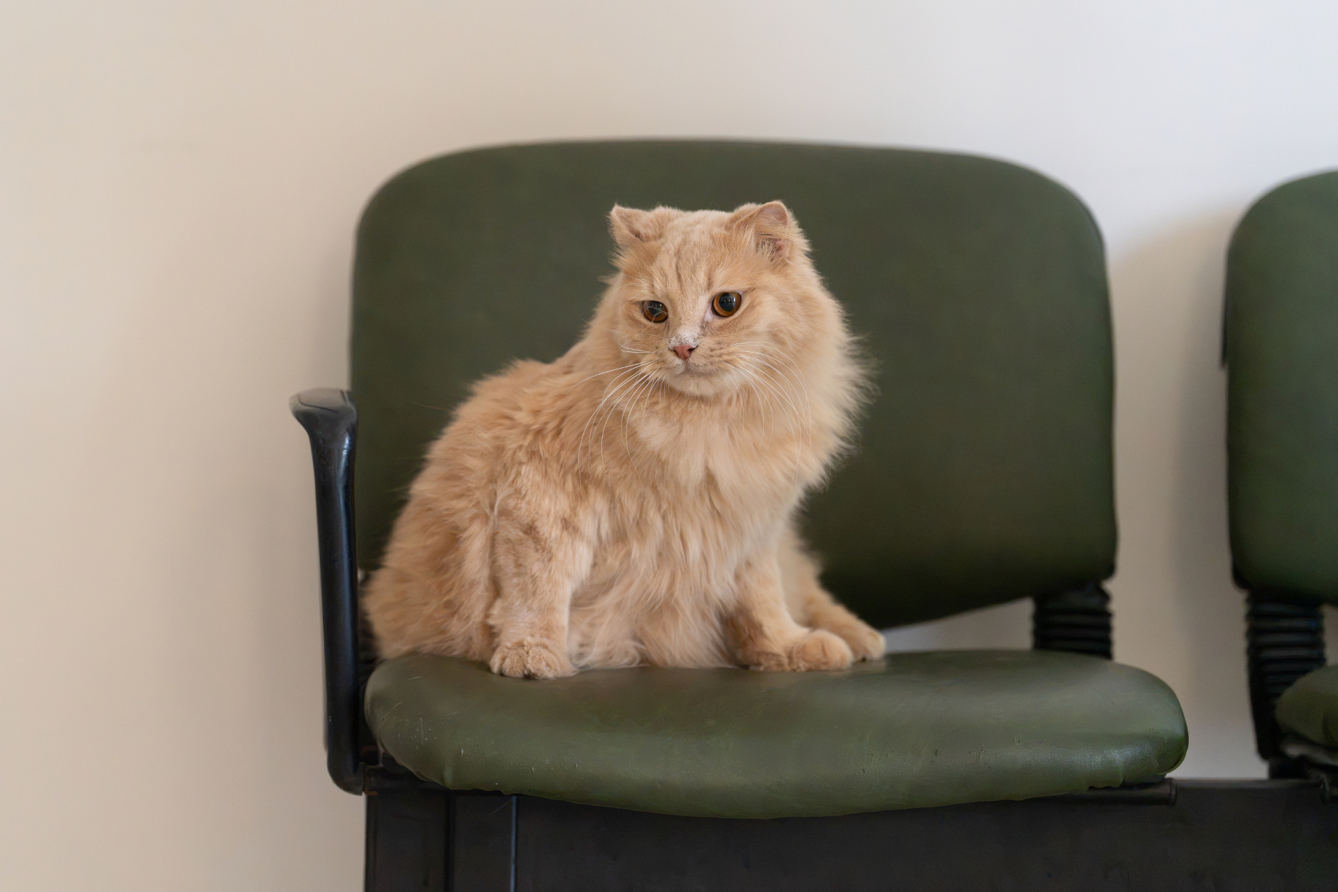 Cat waiting patiently in the reception area