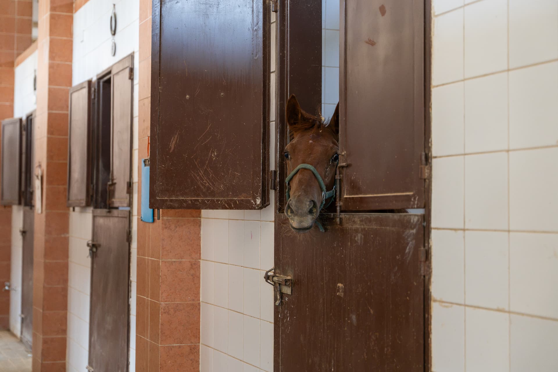 Animal welfare programmes
