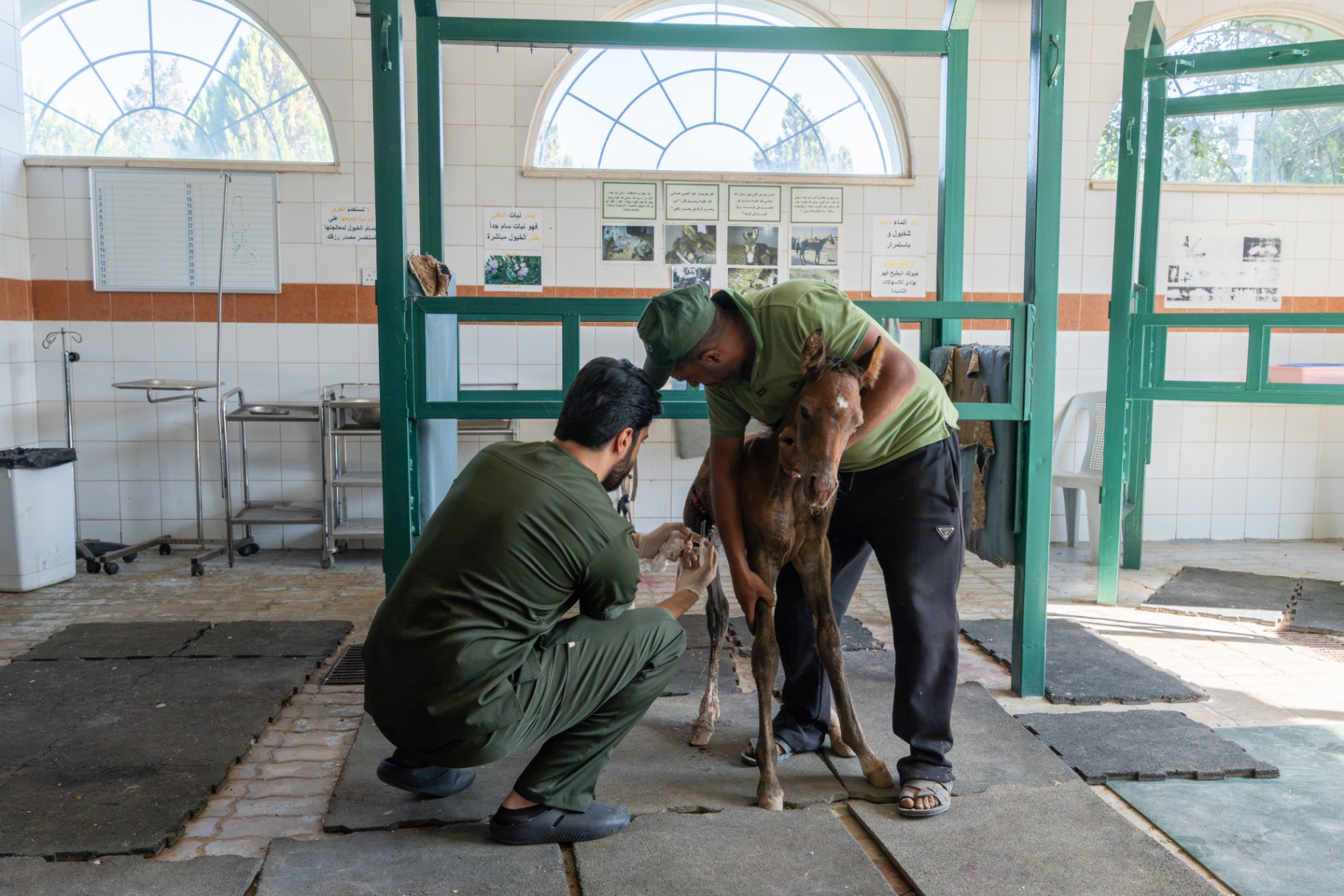 Vet treating a foal's leg while a groom holds it steady