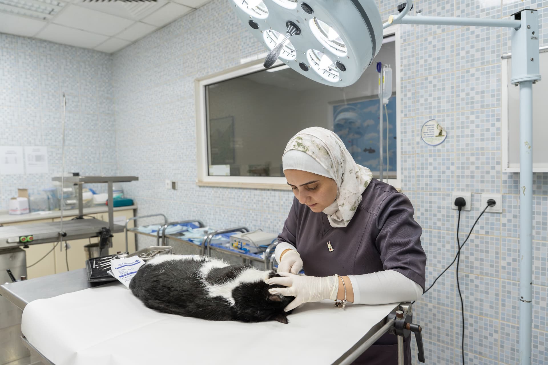 Veterinarian examining a cat under the surgical light