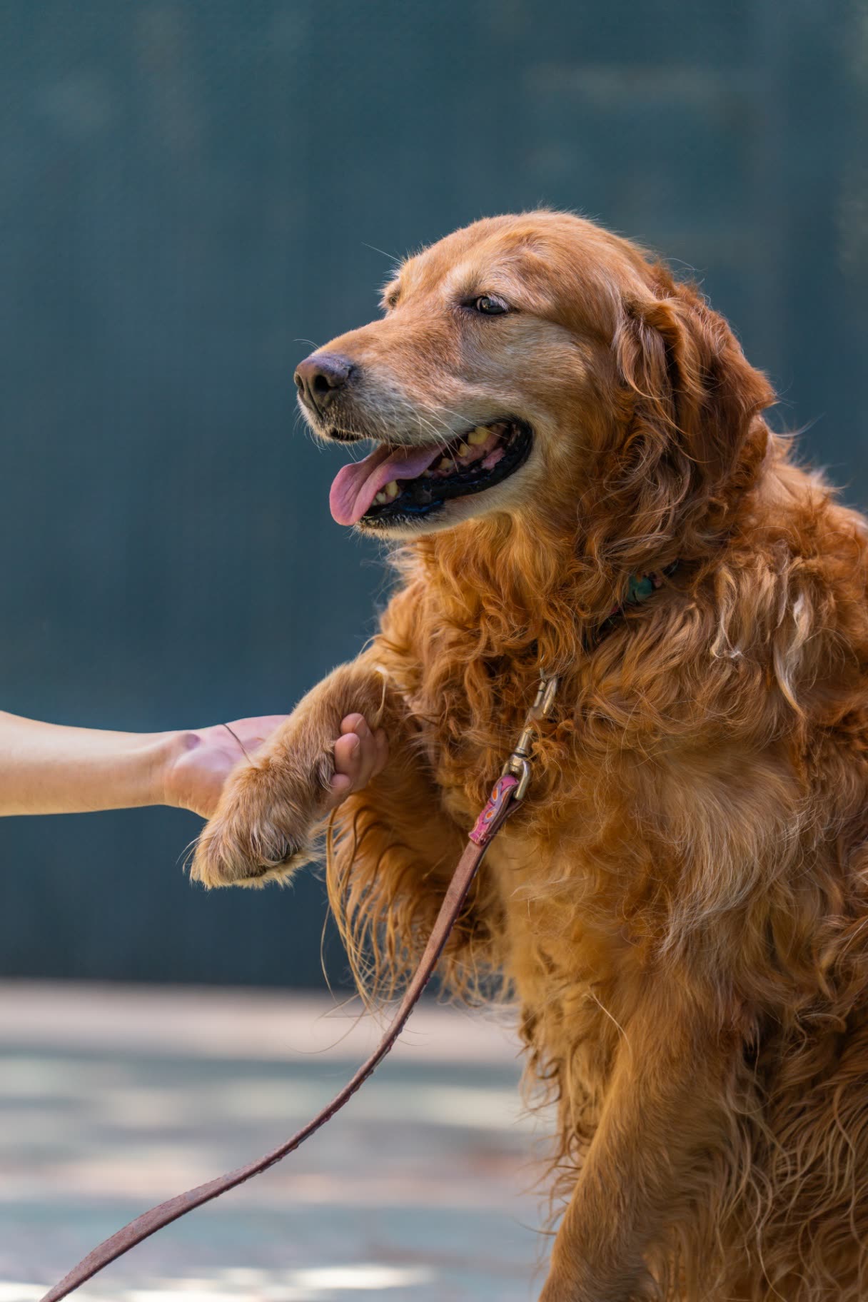 Golden retriever offering its paw to a caregiver at the sanctuary